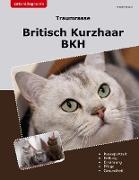 Traumrasse Britisch Kurzhaar