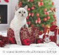 DUMONT - Geliebte Stubentiger 2025 Wandkalender, 38x35,5cm, Kalender mit niedlichen Katzen-Motiven und den wichtigsten Feiertagen, mit Spiralbindung