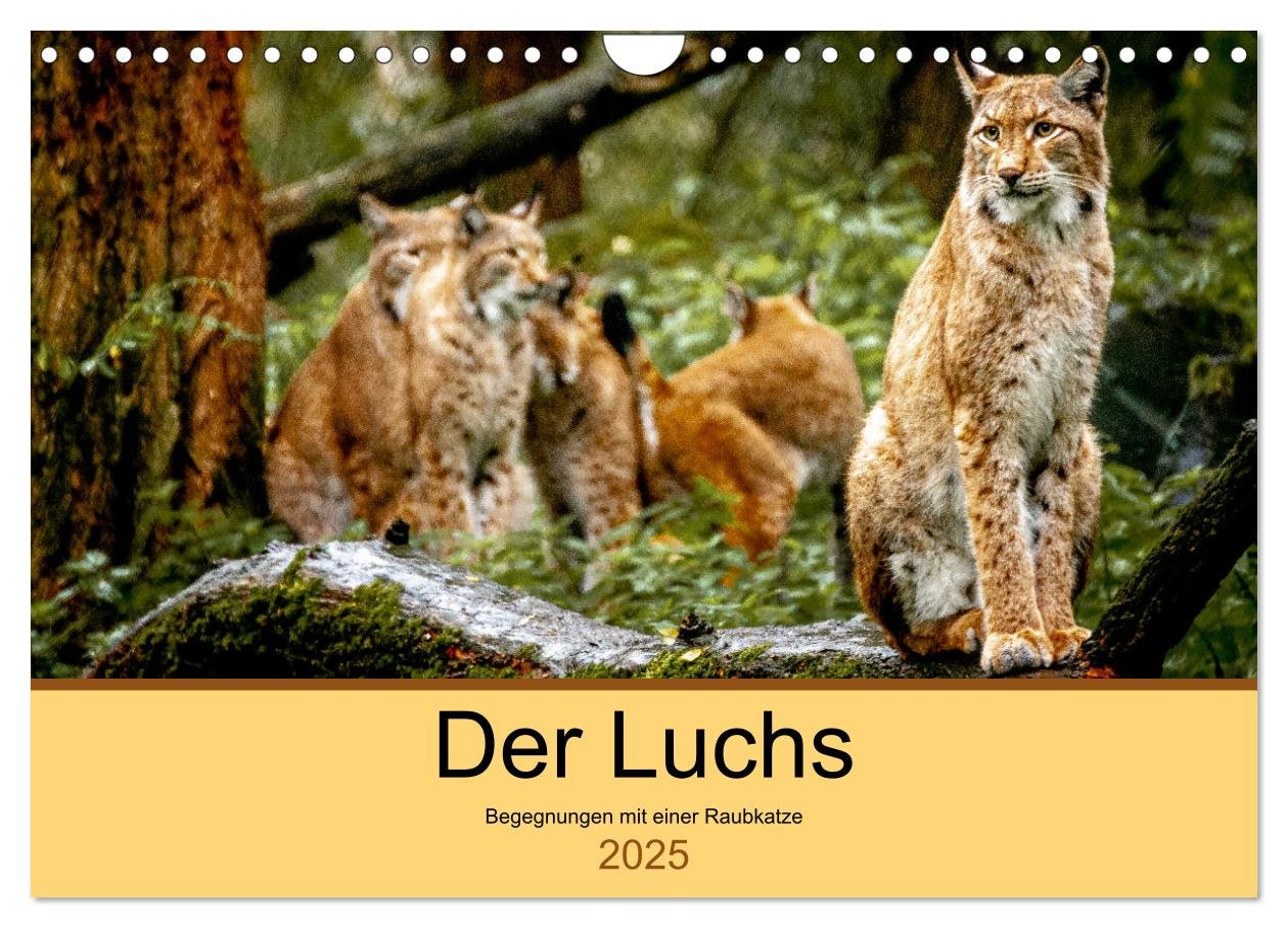 Der Luchs - Begegnungen mit einer Raubkatze (Wandkalender 2025 DIN A4 quer), CALVENDO Monatskalender