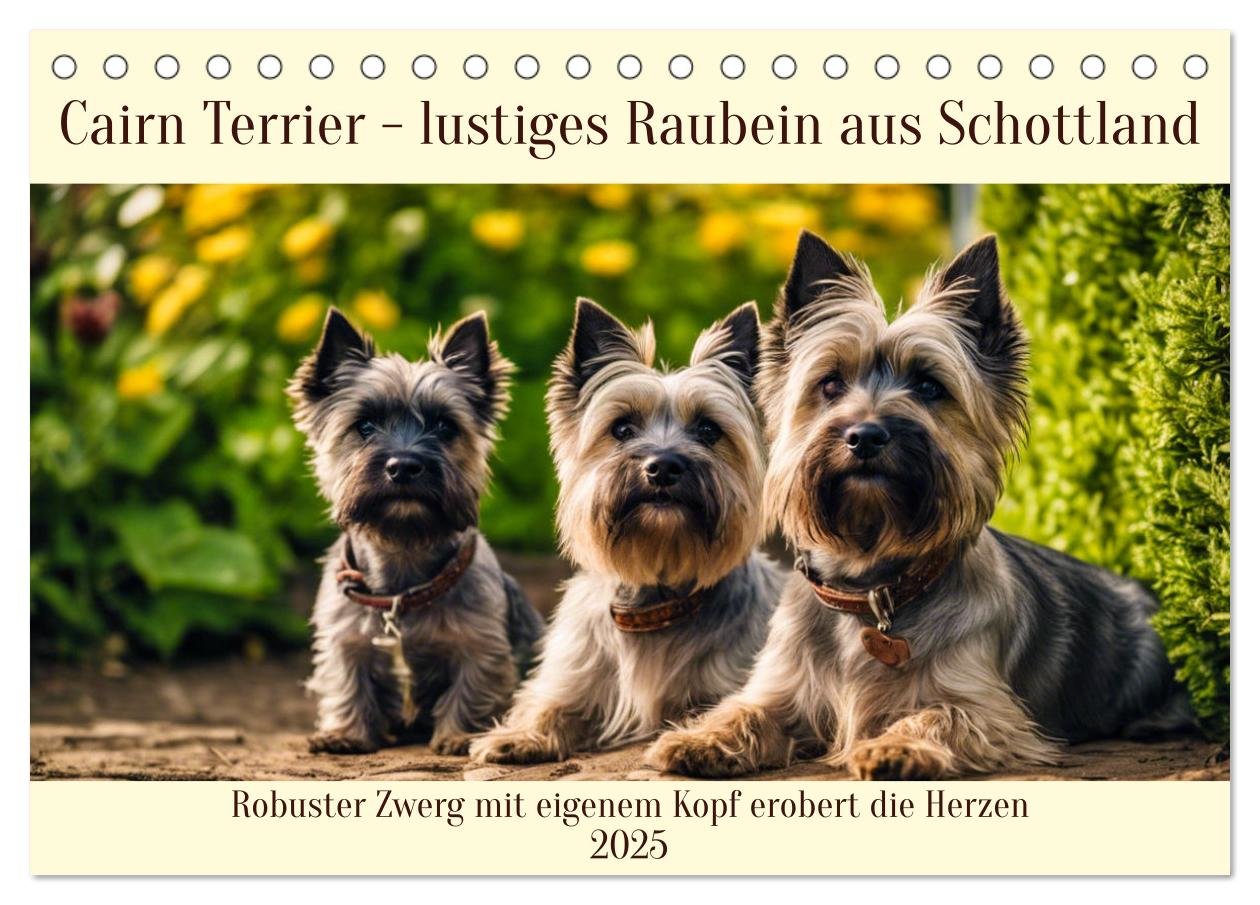 Cairn Terrier - lustiges Raubein aus Schottland (Tischkalender 2025 DIN A5 quer), CALVENDO Monatskalender